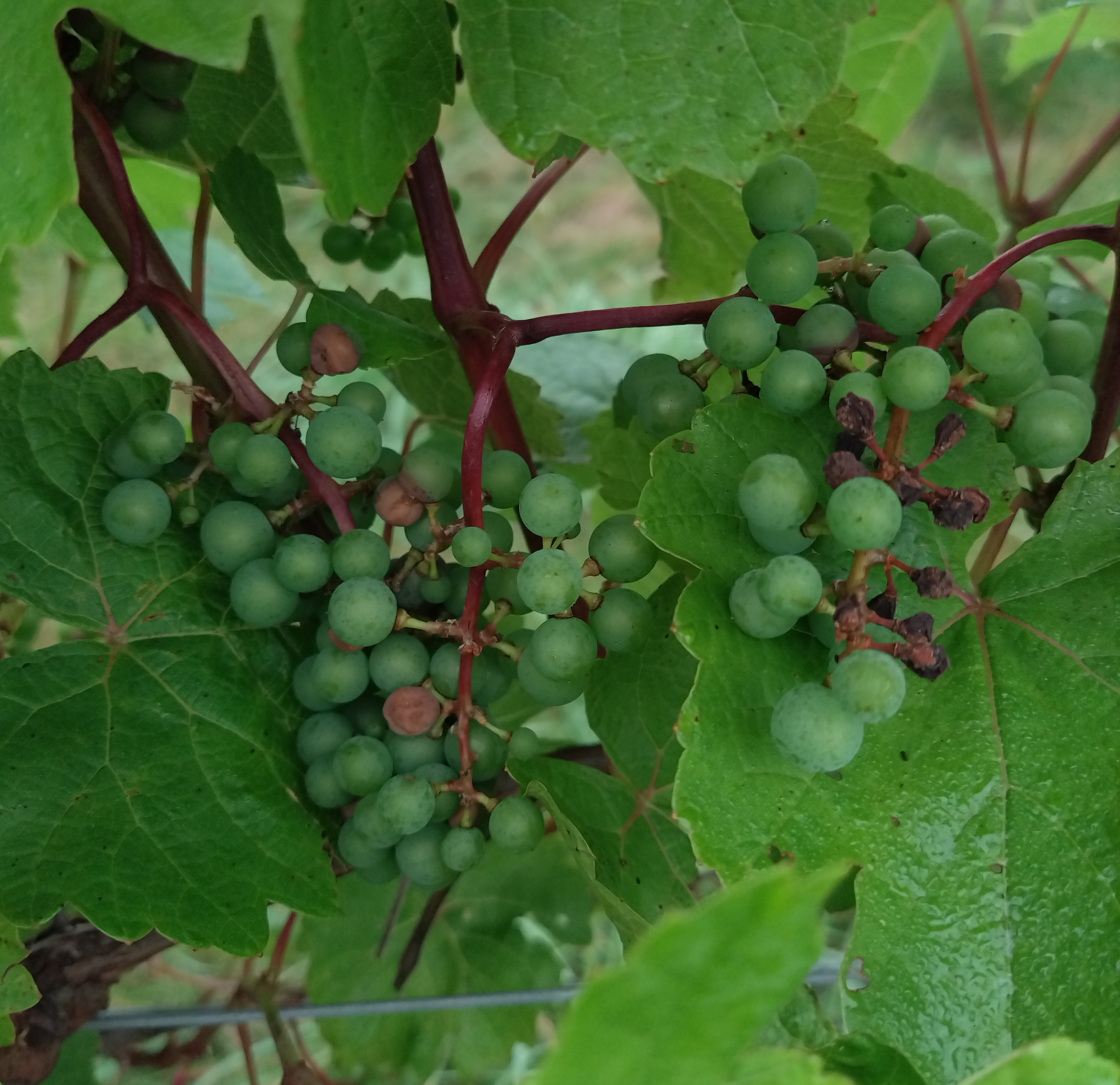 L’Acadie blanc grapes hanging from a tree. Some are shriveled and black due to black rot infection.